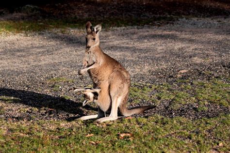 Kangaroo With Baby In Pouch Stock Photo - Image: 65291235