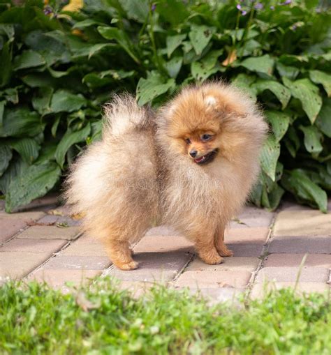 Beautiful Orange Dog - Pomeranian Spitz. Puppy Pomeranian Dog Cute Pet ...