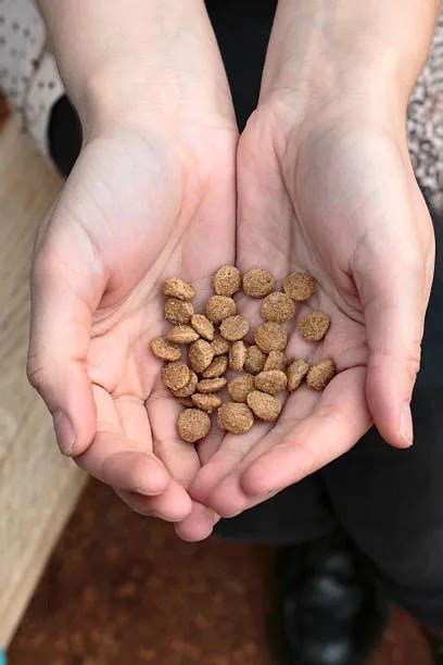 Can Dogs Have Sunflower Seeds? Learn How To Care For Your Pet! - Hope ...