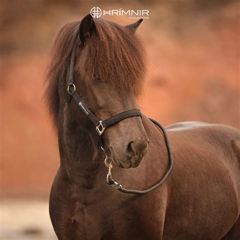 padded halter set   lead rope