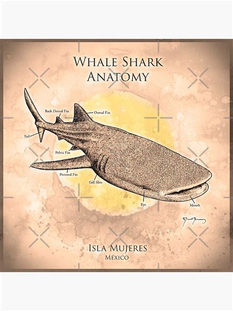 "Whale shark anatomy" Poster by Davidrlp | Redbubble