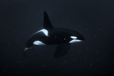 black  white orca killer whale art  george karbus photography