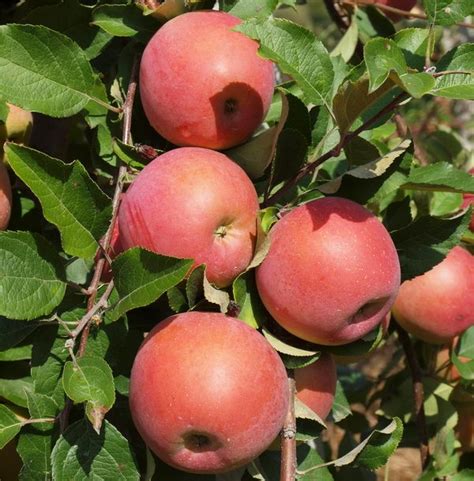Продукция — ООО “АГРОФИРМА ДОНЕЦКАЯ ДОЛИНА”