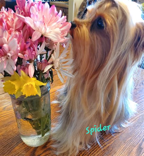 Southern Elegant Yorkies | Paragould AR