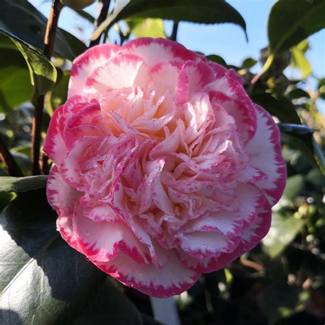 Japanese Camellia 'Margaret Davis' : buy Japanese Camellia 'Margaret