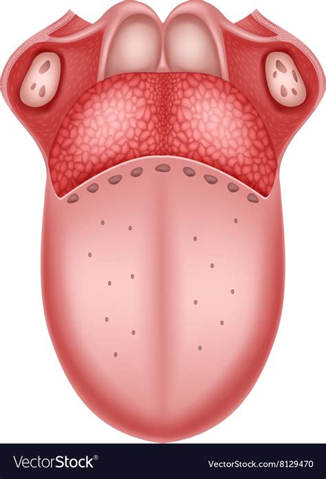 Cartoon human tongue anatomy Royalty Free Vector Image