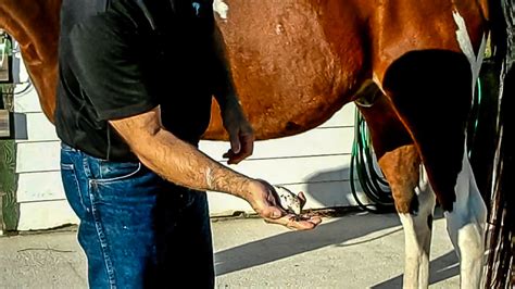 Sheath Cleaning Without Sedation In Horses – The Horse's Advocate