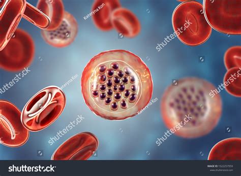 malaria red blood cell images stock  vectors shutterstock