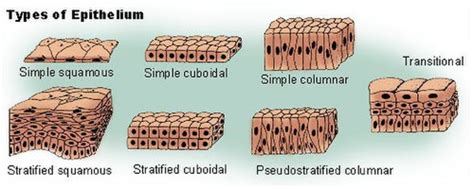 Epithelium - Wikiwand