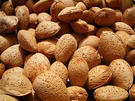 Almond Shell Of Corrugated - Free photo on Pixabay - Pixabay