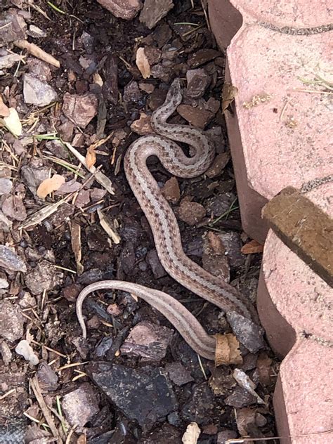 Baby Snake Identification Discovering The Sonoran Gopher Snake Species