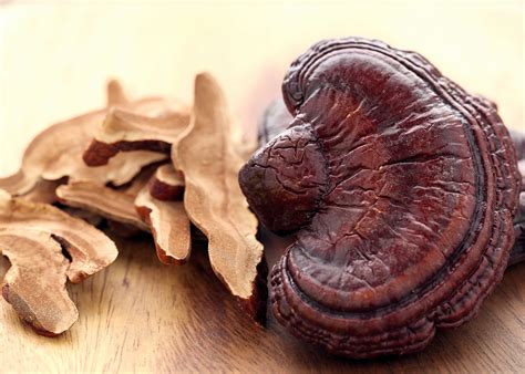 manual de cultivo reishi ganoderma lucidum notsi micofinca