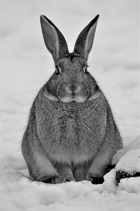 Snow Bunny Photos, Download The BEST Free Snow Bunny Stock Photos & HD