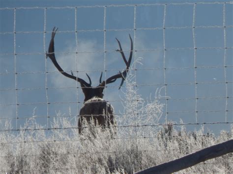 Elk Live Webcam @ Jackson Hole, WY - AR15.COM