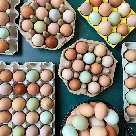 Easter Egger Chickens Egg Colors
