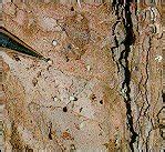 Southern Pine Beetle Information from TreeHelp
