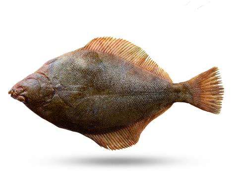 [200+] Flounder Png Images | Wallpapers.com