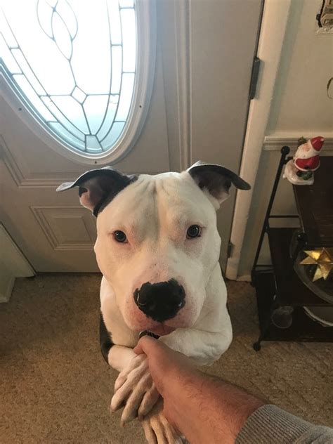 Adorable Pitbull Terrier Being Petted