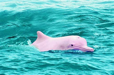 Pink dolphin watch cruises could lead to its extinction in Khanom ...