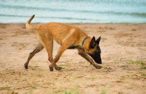 Top Sniffer Dog Breeds: Best Sense of Smell