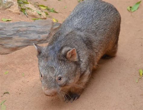 14 Wonderful Wombat Facts About the Unique Marsupial