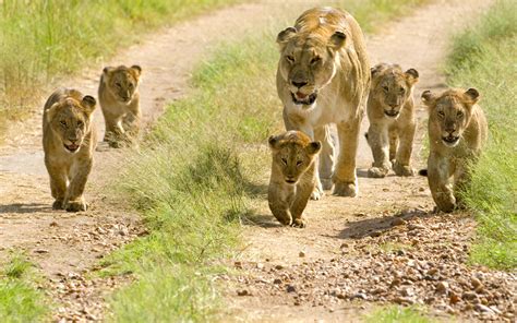 Lioness With Her Cubs Wallpapers - 2560x1600 - 2425889