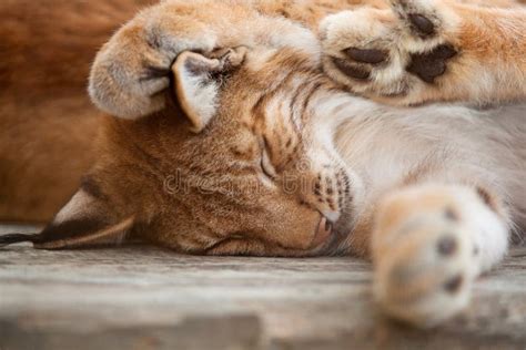 Bobcat sleeping stock image. Image of ferocious, ears - 28041999