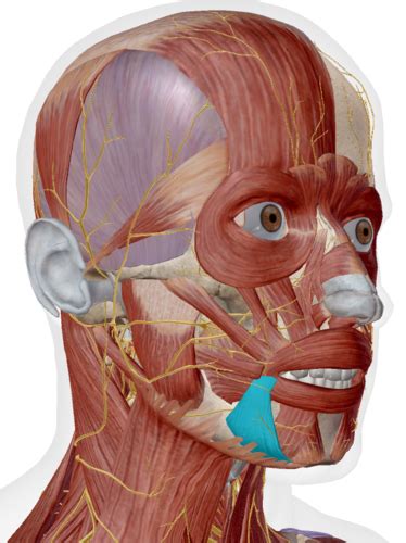 Muscles of the Lower Mouth Flashcards | Quizlet