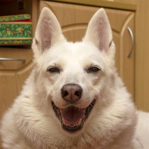 dog stare    real reasons   intense