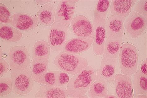 Fases De La Mitosis Bajo El Microscopio