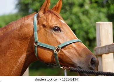 English Chestnut Thoroughbred Horse Photo Stock Photo 1851461341 ...