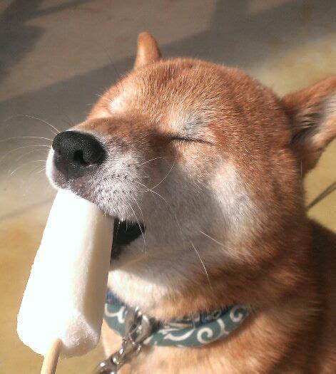 51 Dogs Eating Ice-cream ideas | dogs, dog eating ice cream, eating ice ...