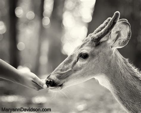 Deer - Nature Photography by Photographer Maryann Davidson Photography