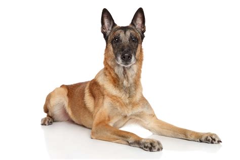 Belgian Malinois Vs. German Shepherd: The Differences Between These