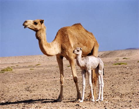 camel trivia   creatures