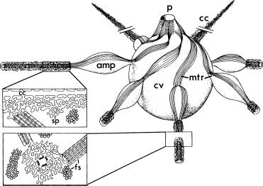 Protist Drawing at PaintingValley.com | Explore collection of Protist ...