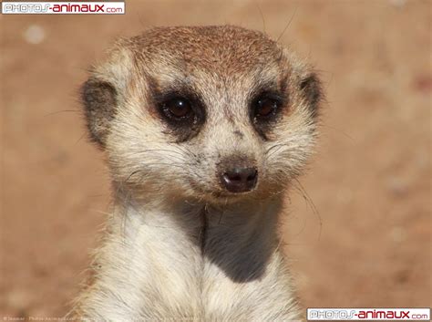 Photo de Suricate > Suricate > N° 534975 sur Photos-Animaux.com