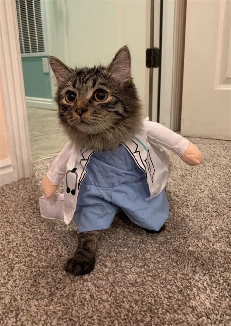 Создать мем "кот кот, коты в костюмах, кошка" - Картинки - Meme-arsenal.com