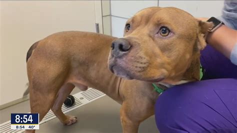 Dog of the Day: Sirus | FOX 4 Dallas-Fort Worth