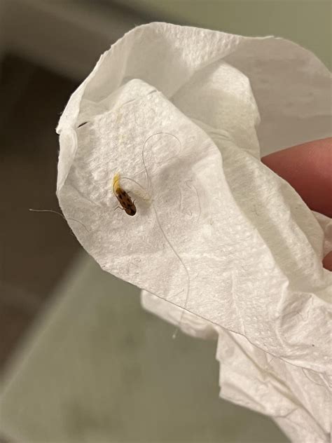baby roach rentomology