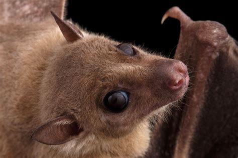 bat meaning  bat animal symbolism  whats  sign