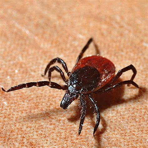 Protecting Yourself from Ticks and Tick Diseases