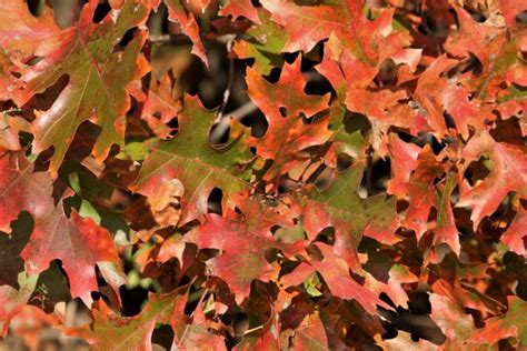 Oak Leaves In Fall Background Free Stock Photo - Public Domain Pictures