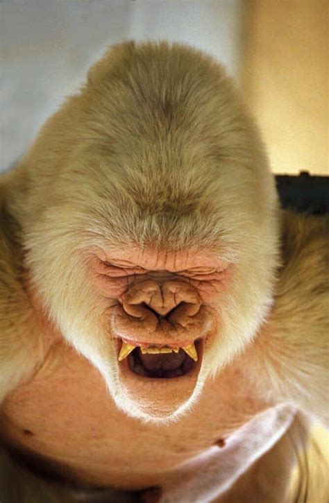 Albino Monkeys: How Common Are Albino Monkeys and Why Does It Happen?