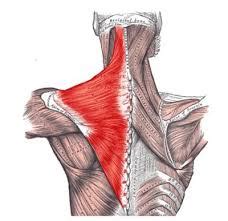 homestead  boise torn trap restoring antique framed family