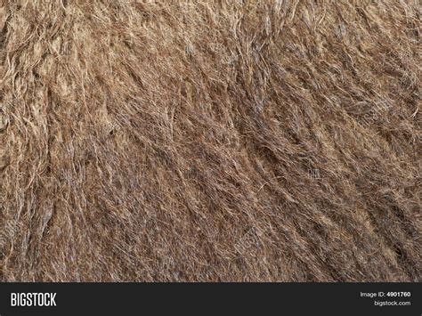 Camel Hair Image & Photo | Bigstock