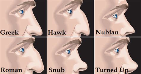 shape   nose tells   personality artofit