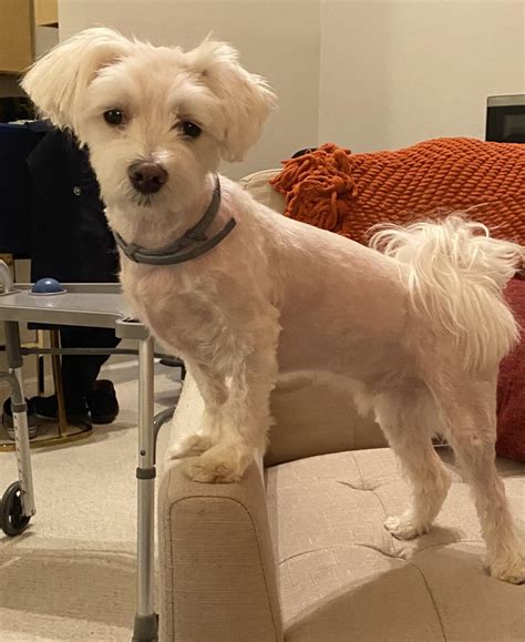 Maltese Poodle Mix