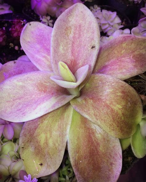 Pinguicula gigantea - Carnivorous Plant Resource