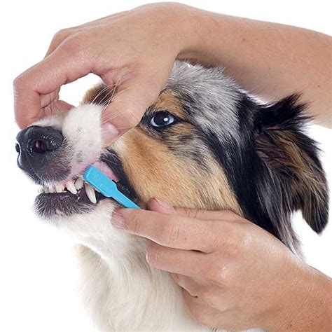 Why Dog Dental Health Is Key